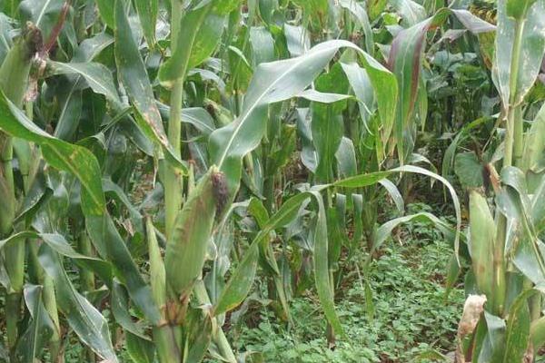 原玉2858玉米品种的特性，基肥应每亩施15千克