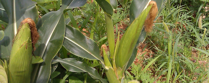 临玉17玉米品种的特性，基肥应每亩施尿素15千克