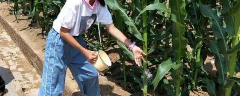 夏玉米栽培施肥技术，在有机肥的基础上合理施用氮、磷、钾