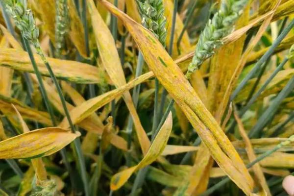 小麦发黄干尖的原因，缺水、施肥烧叶都会导致