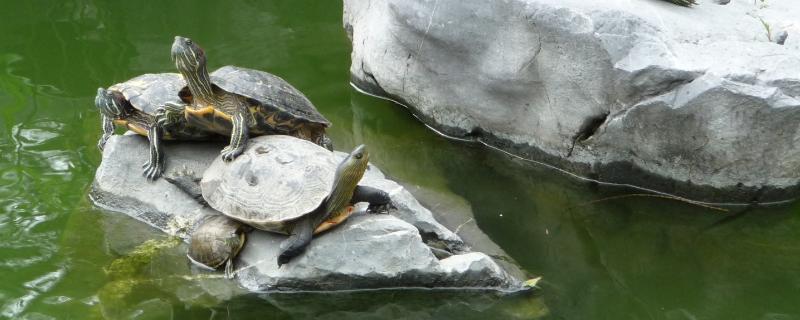 巴西龟的养殖技术，首先要选择优质的龟种
