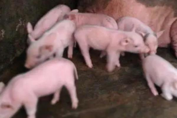 约克夏猪养殖模式，常见以下5种