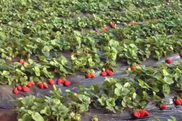 怎么种植草莓，可按照20厘米的穴距亩栽12000株