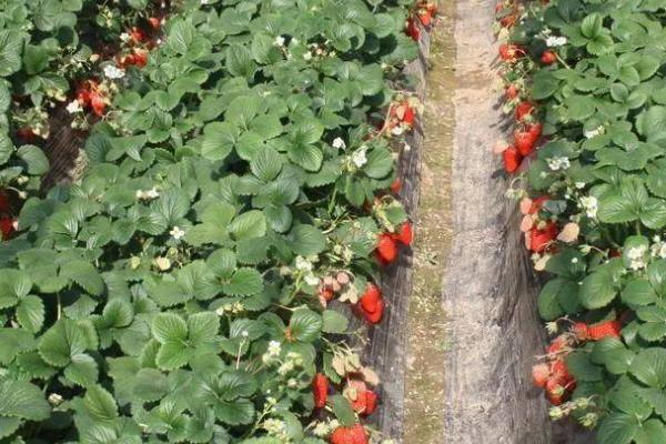 怎么种植草莓，可按照20厘米的穴距亩栽12000株