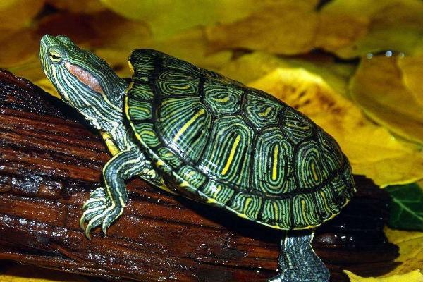 巴西龟怎么养，要定期换水以保证水质