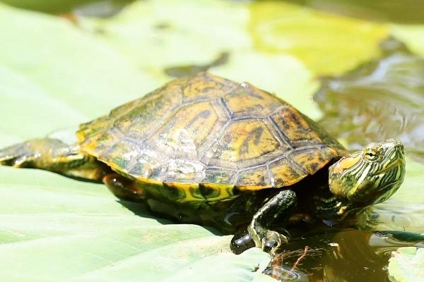 巴西龟怎么养，要定期换水以保证水质