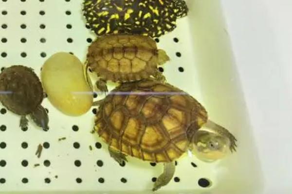 乌龟不停的刨缸壁的原因，一般是由于没有躲避的位置