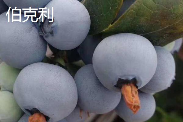 奥尼尔蓝莓的外观特点，颜色暗蓝、果粉较少、肉质较硬