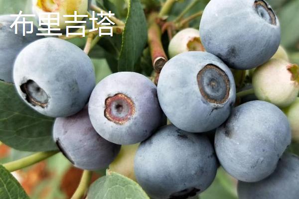奥尼尔蓝莓的外观特点，颜色暗蓝、果粉较少、肉质较硬
