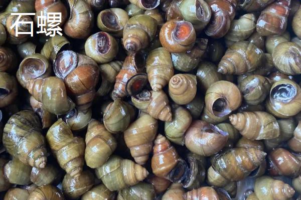 淡水螺的产地，广东、福建等地养殖较多