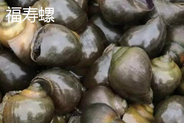 淡水螺的产地，广东、福建等地养殖较多