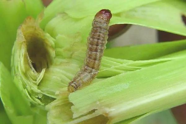 玉米常见的虫害，常见的害虫有玉米螟、黏虫、棉铃虫等