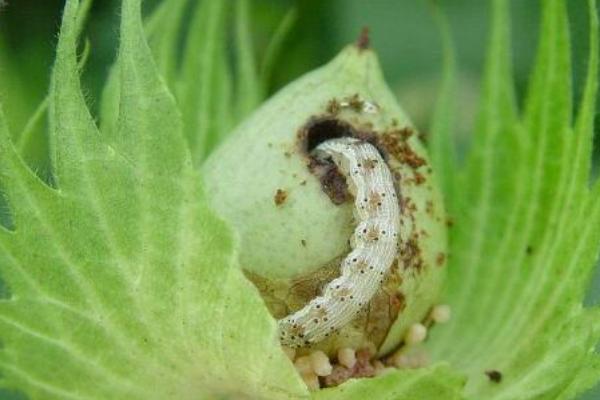 玉米常见的虫害，常见的害虫有玉米螟、黏虫、棉铃虫等