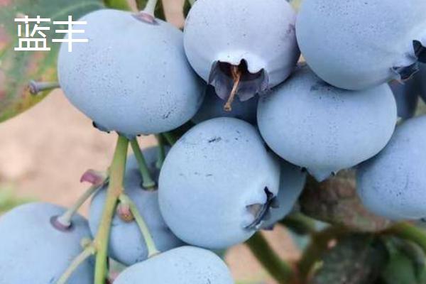 奥尼尔蓝莓的外观特点，颜色暗蓝、果粉较少、肉质较硬