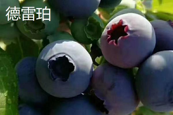奥尼尔蓝莓的外观特点，颜色暗蓝、果粉较少、肉质较硬