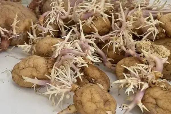 春马铃薯催芽的技巧，可采用室内催芽法、赤霉素催芽法或温室大棚催芽法等