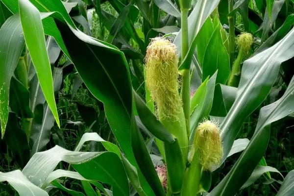 真金286玉米品种的特性，花期每亩追施尿素10千克