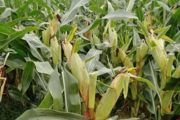 领丰1227（利禾906）玉米种子特点，4月20日后播种