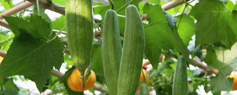 夏季丝瓜的种植注意事项，苗期水分不可太多