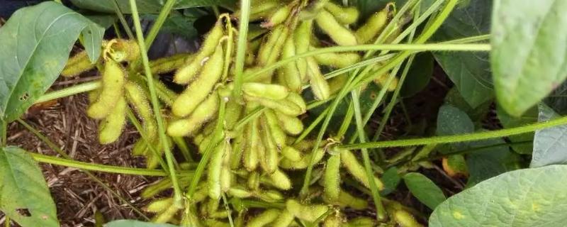 甘豆2号大豆种子简介，中低肥力地块亩保苗2.5万株
