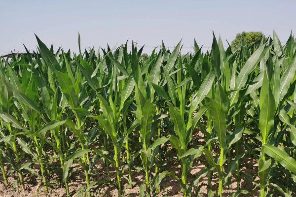 辽单5802玉米品种的特性，应选择肥力较好的地块种植