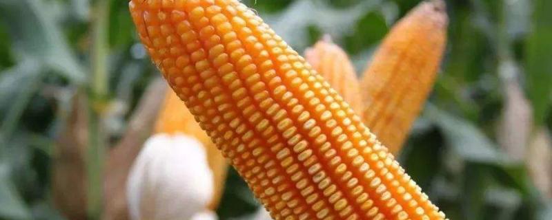 喜德218（大玉301）玉米种子简介，4月下旬～5月上旬播种