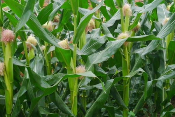 K玉988玉米品种简介，４月末至５月初播种