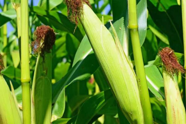 雨禾9玉米品种的特性，中抗灰斑病