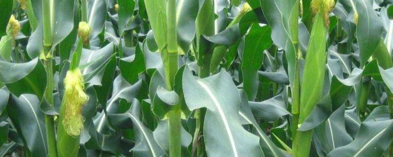 ND999玉米品种简介，应选择肥力较好的地块种植