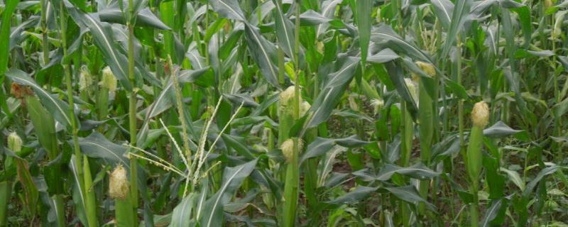 先玉1621玉米品种的特性，适宜中等以上肥力土壤上种植