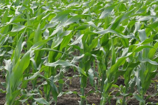 隆迪2019玉米种子简介，播种时精细整地