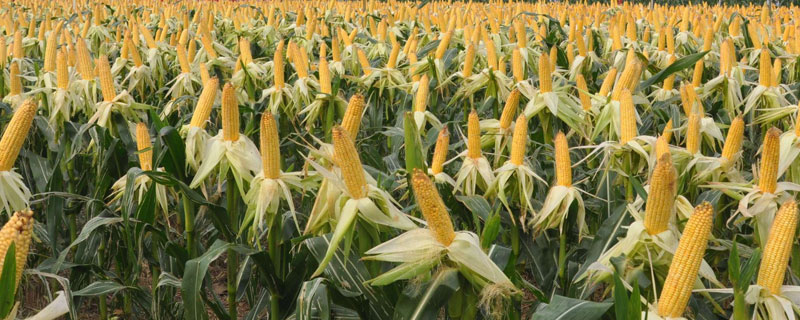 易禾588玉米种子特征特性，应选择肥力较好的地块种植