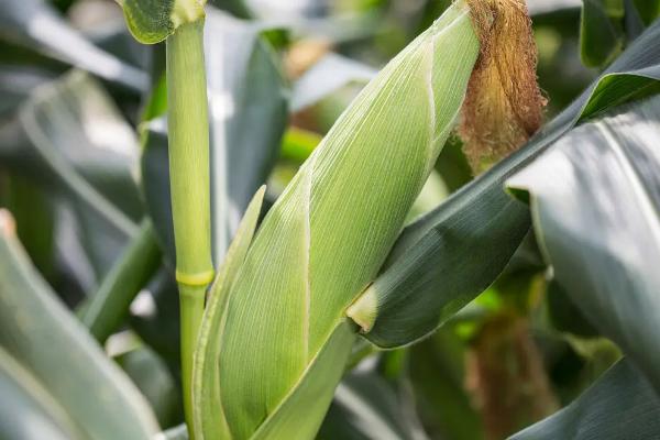 易禾588玉米种子特征特性，应选择肥力较好的地块种植