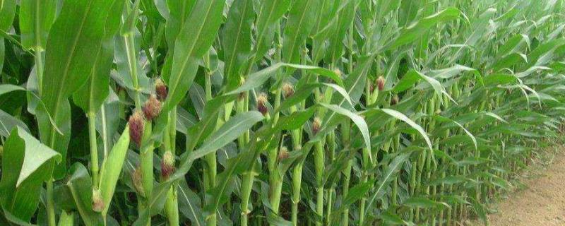 C47玉米种子简介，应选择肥力较好的地块种植