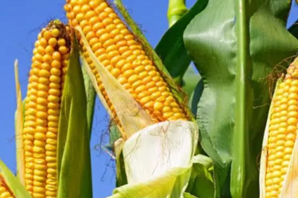 华硕778玉米种子特征特性，应选择肥力较好的地块种植