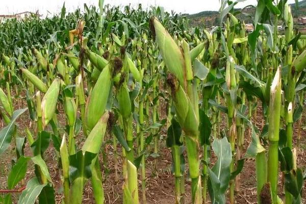 隆迪2019玉米种子简介，播种时精细整地