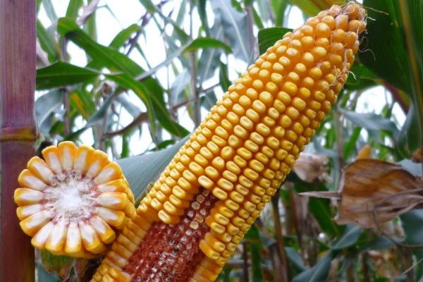 美玉816玉米种子介绍，应选择肥力较好的地块种植