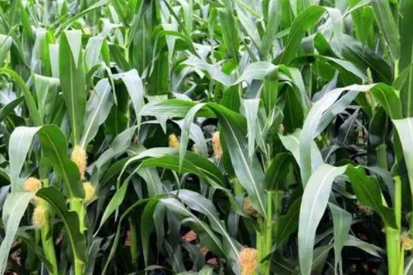 美玉817玉米品种的特性，应选择肥力较好的地块种植