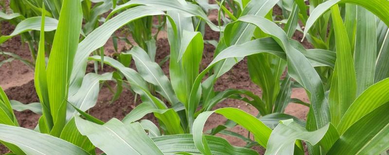 528K玉米种简介，注意及时防治病虫草害