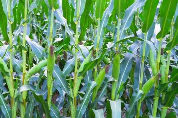 登海8054玉米品种的特性，注意防治地下害虫