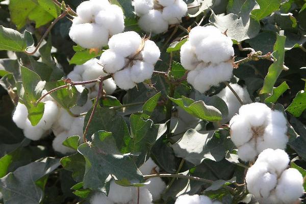 辽棉44棉花种子简介，在辽宁省种植生育期126天