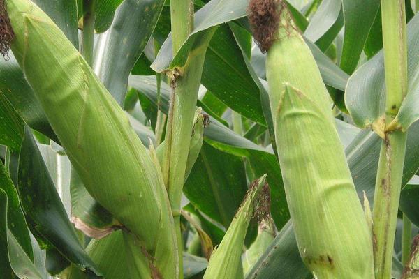 祥瑞311玉米品种的特性，中抗茎腐病