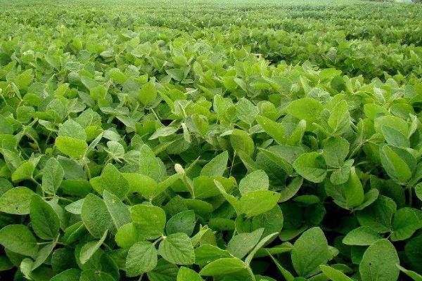 首豆39大豆品种的特性，辽宁省春播生育期125天左右