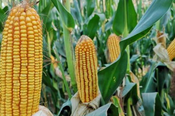 登海8054玉米品种的特性，注意防治地下害虫