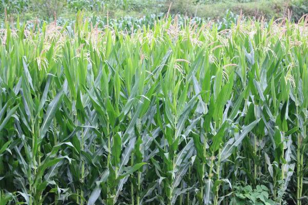 登海8054玉米品种的特性，注意防治地下害虫