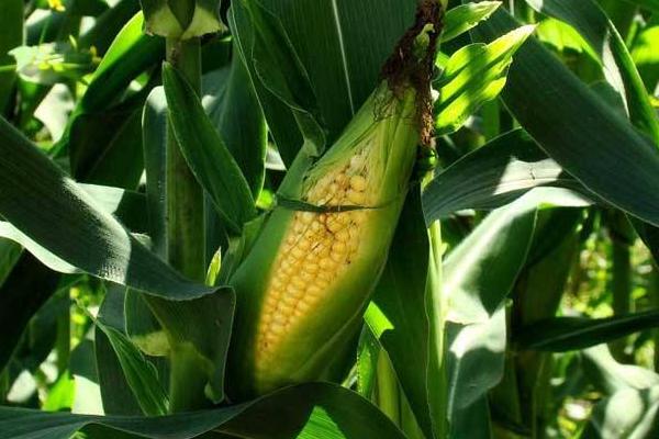 DK1799玉米品种简介，防治地下害虫