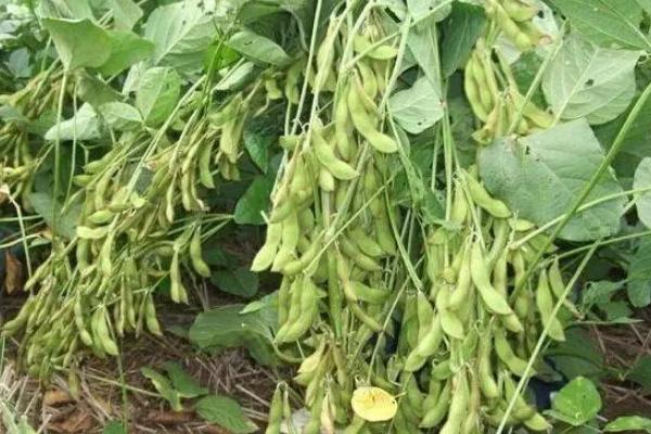 首豆39大豆品种的特性，辽宁省春播生育期125天左右