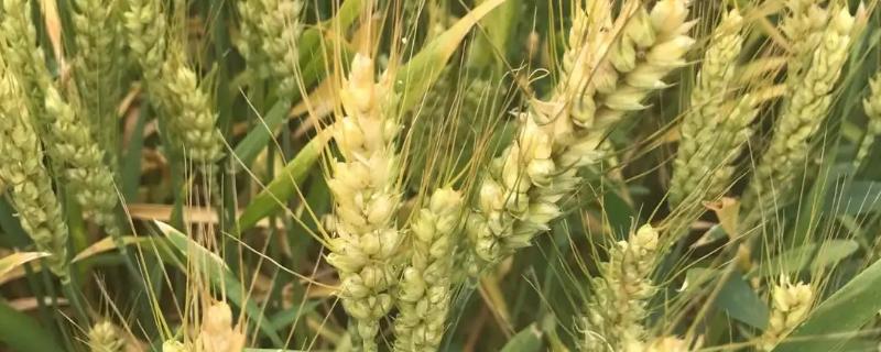 南方不种小麦吗，南方种植的小麦通常是冬小麦