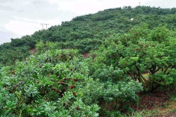 怎么种植杨梅，苗木成活后要剪除主干的顶梢