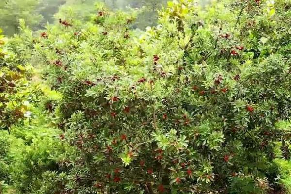 怎么种植杨梅，苗木成活后要剪除主干的顶梢